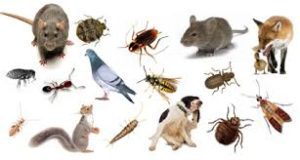 pest