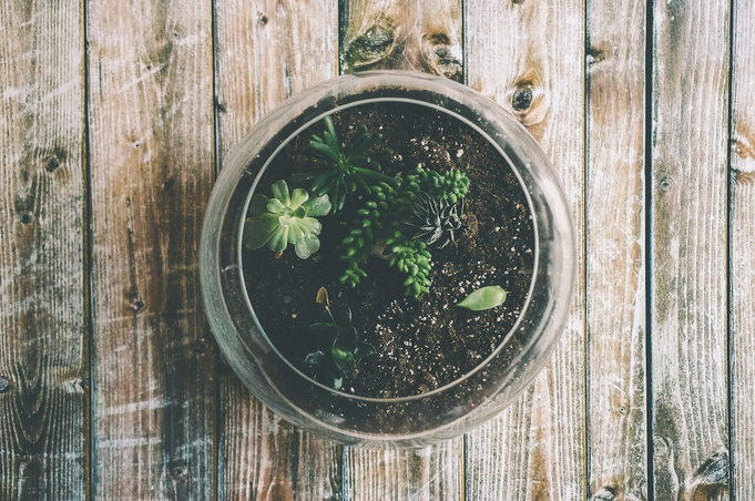 terrarium